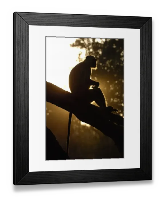 Framed Print : Hanuman Langur or Black-faced, Common or Grey Langur (Presbytis entellus) Ranthambhore