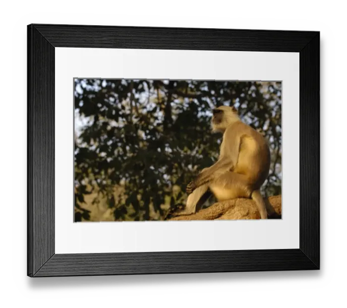 Framed Print : Hanuman Langur or Black-faced, Common or Grey Langur (Presbytis entellus) Ranthambhore Framed Print : Hanuman Langur or Black-faced, Common or Grey Langur (Presbytis entellus) Ranthambhore
