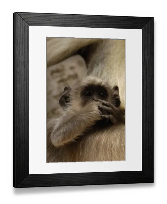 Framed Print : Asia, India Framed Print : Asia, India
