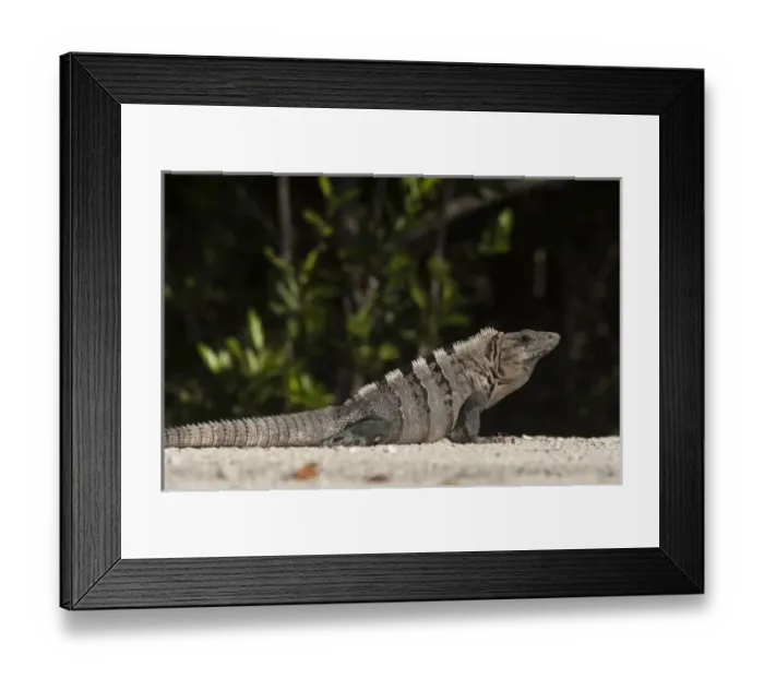 Framed Print : Black Iguana (Ctenosaura similis), Sian Ka an Biosphere Reserve, Yucatan Peninsula Framed Print : Black Iguana (Ctenosaura similis), Sian Ka an Biosphere Reserve, Yucatan Peninsula