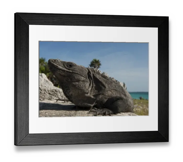 Framed Print : Black Iguana (Ctenosaura similis), Tulum, Sian Ka an Biosphere Reserve, Yucatan Peninsula Framed Print : Black Iguana (Ctenosaura similis), Tulum, Sian Ka an Biosphere Reserve, Yucatan Peninsula