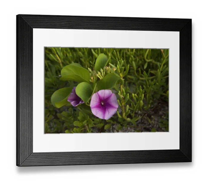 Framed Print : North America, Mexico