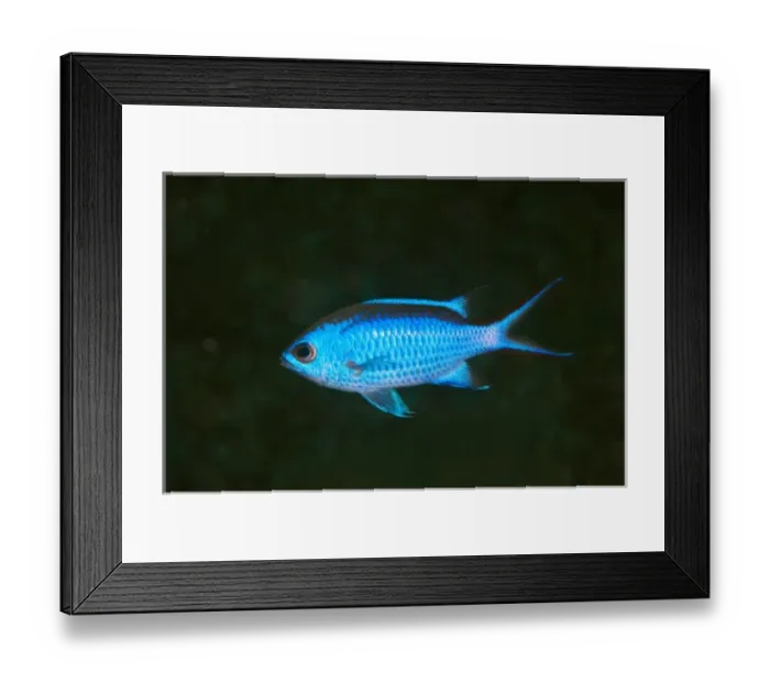 Framed Print : Blue Chromis (Chromis cyanea), Punta Gruesa, Mahahual Peninsula, Quintana Roo, South Framed Print : Blue Chromis (Chromis cyanea), Punta Gruesa, Mahahual Peninsula, Quintana Roo, South