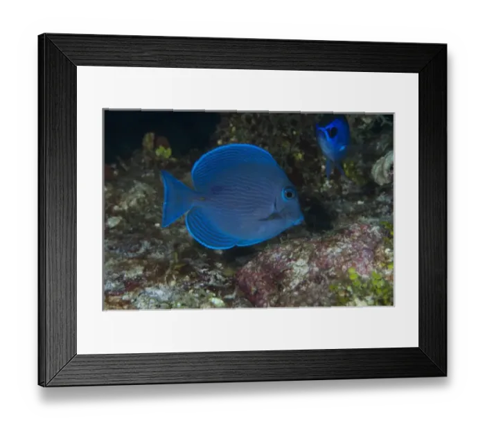 Framed Print : Blue Tang (Acanthurus coeruleus), Punta Gruesa, Mahahual Peninsula, Quintana Roo Framed Print : Blue Tang (Acanthurus coeruleus), Punta Gruesa, Mahahual Peninsula, Quintana Roo