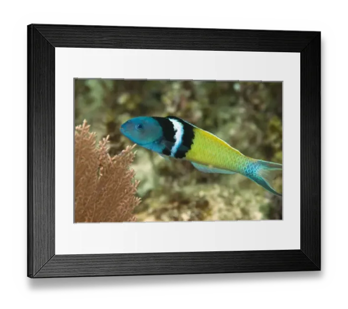 Framed Print : North America, Mexico Framed Print : North America, Mexico