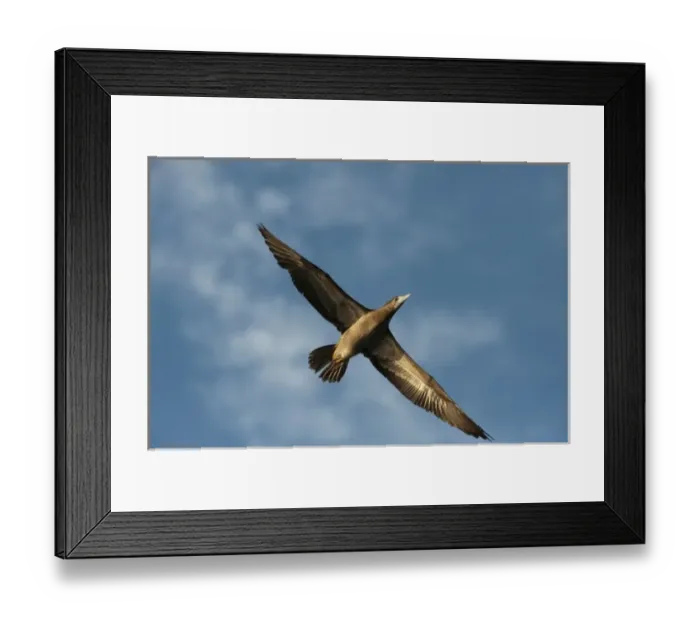 Framed Print : Brown Booby (Sula leucogaster), Punta Allen, Sian Ka an Biosphere Reserve, Quintana Roo Framed Print : Brown Booby (Sula leucogaster), Punta Allen, Sian Ka an Biosphere Reserve, Quintana Roo