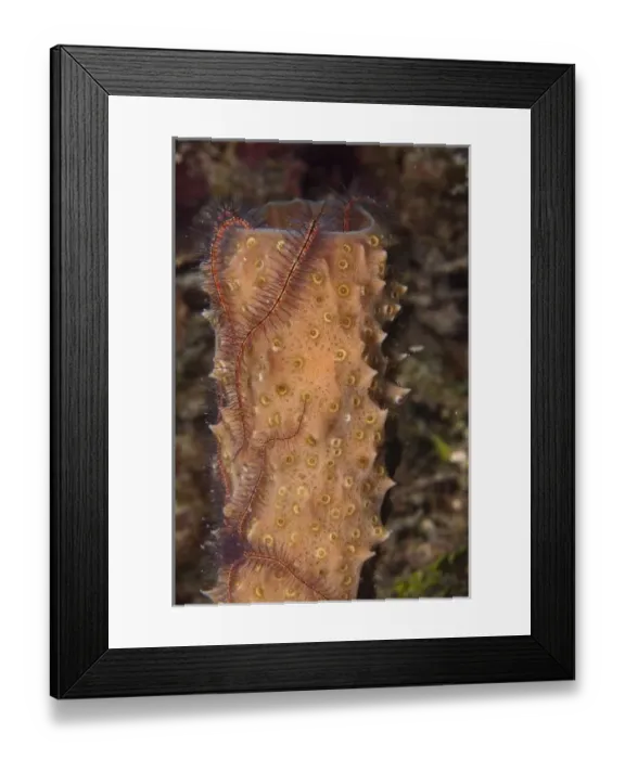 Framed Print : Brittle Star on Porifera (Echinodermata and Porifera), Yucutan Penninsula, Mexico