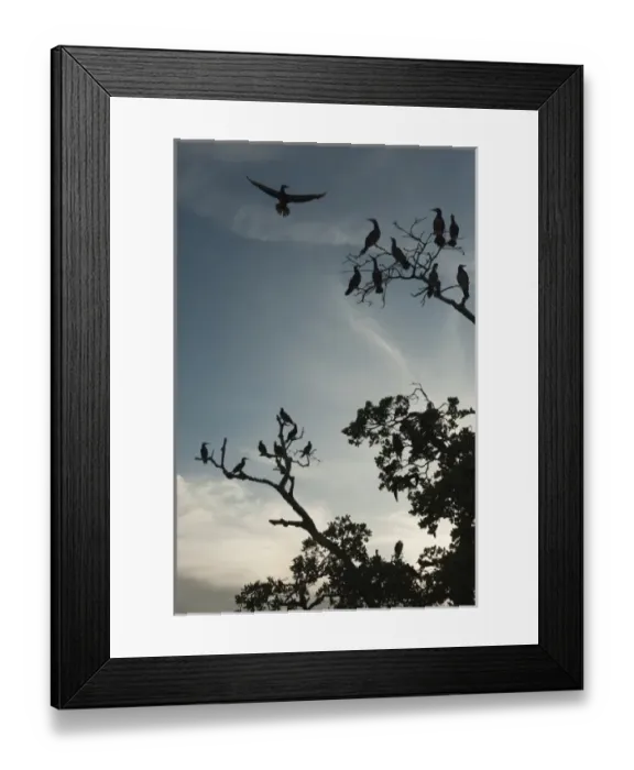 Framed Print : Brown Booby (Sula leucogaster), Punta Allen, Sian Ka an Biosphere Reserve, Quintana Roo Framed Print : Brown Booby (Sula leucogaster), Punta Allen, Sian Ka an Biosphere Reserve, Quintana Roo