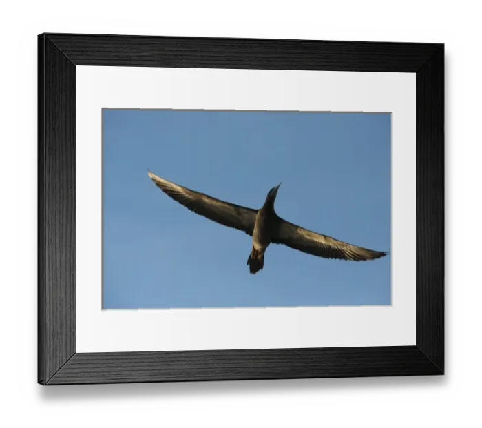 Framed Print : Brown Booby (Sula leucogaster), Punta Allen, Sian Ka an Biosphere Reserve, Quintana Roo Framed Print : Brown Booby (Sula leucogaster), Punta Allen, Sian Ka an Biosphere Reserve, Quintana Roo