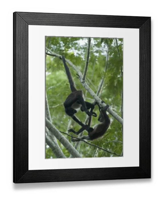 Framed Print : Central American Spider Monkey, (Ateles geoffroyi yucatanensis), Coba Monkey Reserve Framed Print : Central American Spider Monkey, (Ateles geoffroyi yucatanensis), Coba Monkey Reserve
