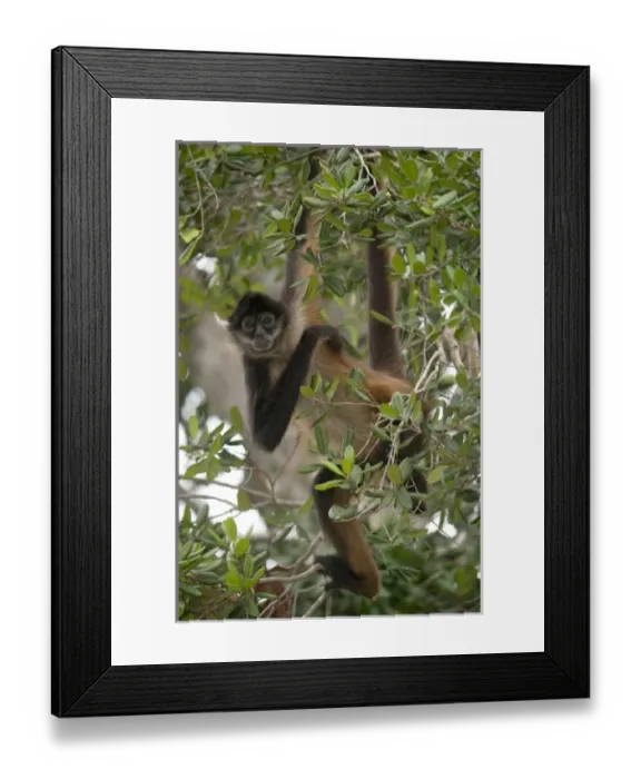 Framed Print : North America, Mexico Framed Print : North America, Mexico