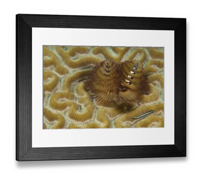 Framed Print : North America, Mexico