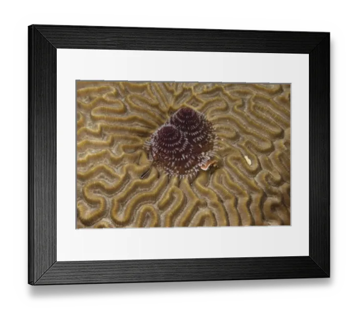 Framed Print : Christmas Tree Worm, Brain Coral and Goby, Puenta Gruesa, Sian Ka an Biosphere Reserve Framed Print : Christmas Tree Worm, Brain Coral and Goby, Puenta Gruesa, Sian Ka an Biosphere Reserve
