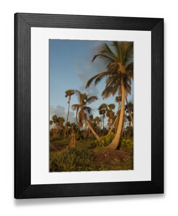 Framed Print : Coconut Palm (Cocos nucifera), Sian Ka an Biosphere Reserve, Yucatan Peninsula Framed Print : Coconut Palm (Cocos nucifera), Sian Ka an Biosphere Reserve, Yucatan Peninsula