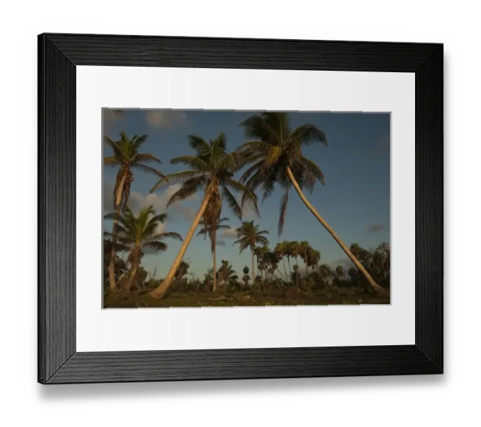 Framed Print : Coconut Palms on Shoreline, Punta Gruesa, Mahahual Penninsula, South Yucatan Peninsula Framed Print : Coconut Palms on Shoreline, Punta Gruesa, Mahahual Penninsula, South Yucatan Peninsula