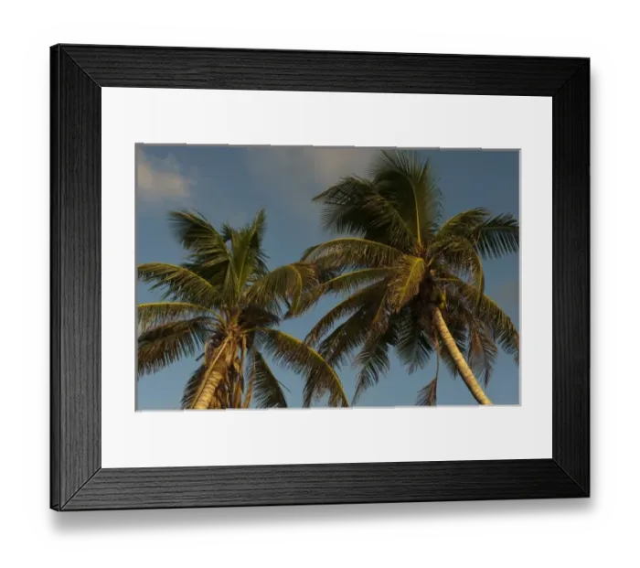 Framed Print : Coconut Palms on Shoreline, Punta Gruesa, Mahahual Penninsula, South Yucatan Peninsula Framed Print : Coconut Palms on Shoreline, Punta Gruesa, Mahahual Penninsula, South Yucatan Peninsula