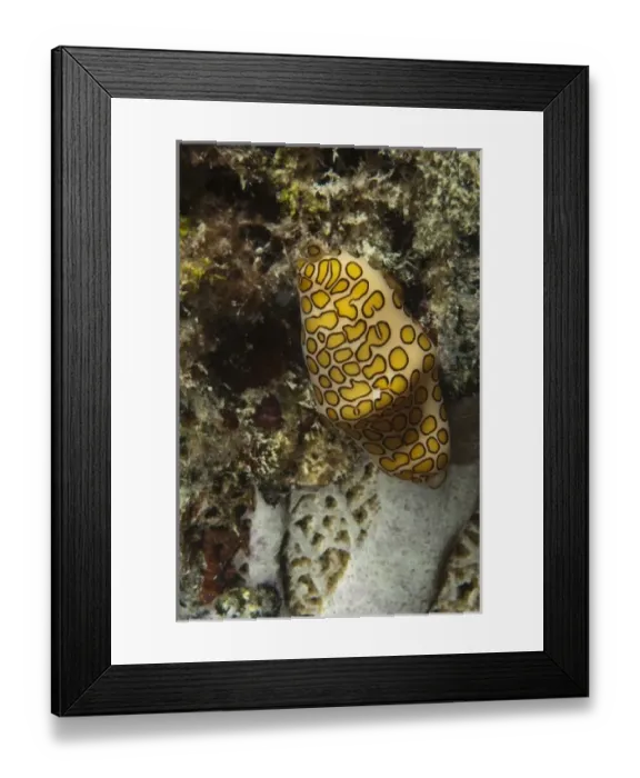 Framed Print : North America, Mexico Framed Print : North America, Mexico