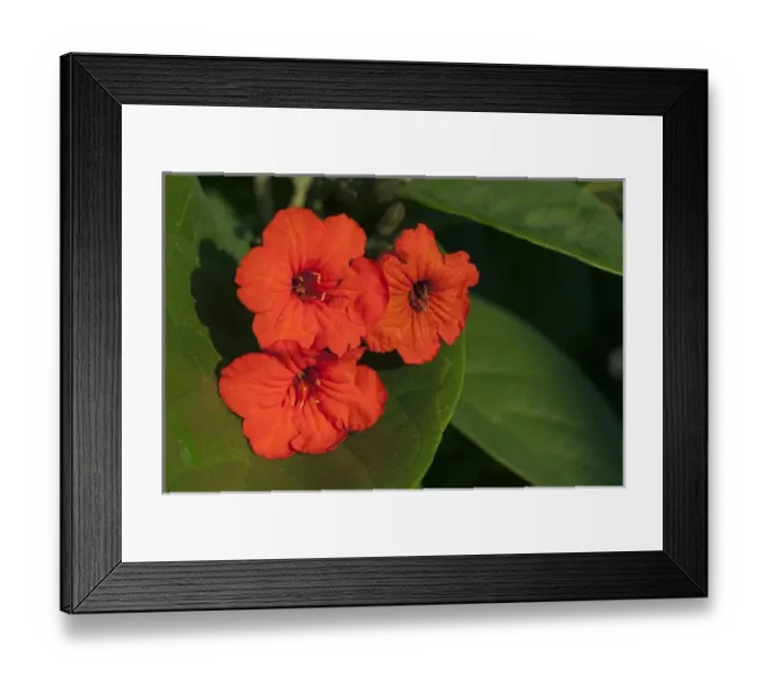Framed Print : Geiger Tree (Cordia Sebestena), Pez Maya, Sian Ka an Biosphere Reserve, Yucatan Peninsula