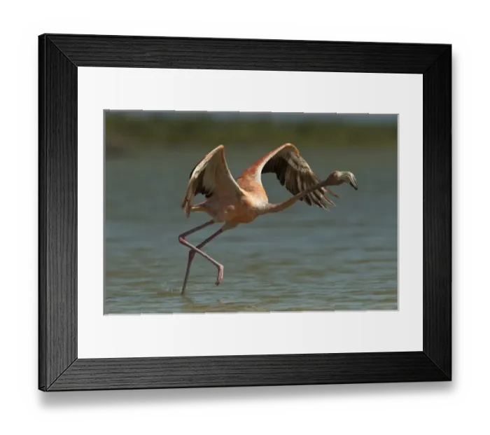 Framed Print : Greater Flamingo (Phoenicopterus ruber) and Red Mangrove Islet (Rizophora mangle)