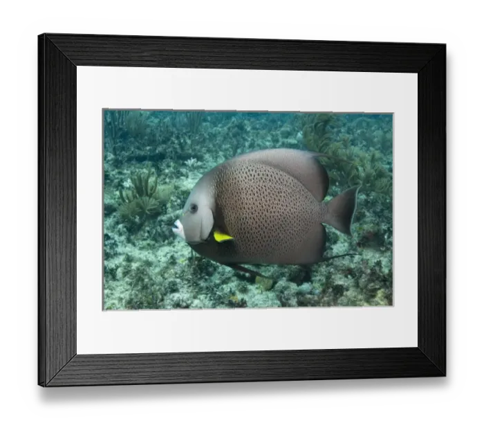 Framed Print : Gray Angelfish (Pomacanthus arcuatus), Sian Ka an Biosphere Reserve, Mahahual Peninsula Framed Print : Gray Angelfish (Pomacanthus arcuatus), Sian Ka an Biosphere Reserve, Mahahual Peninsula