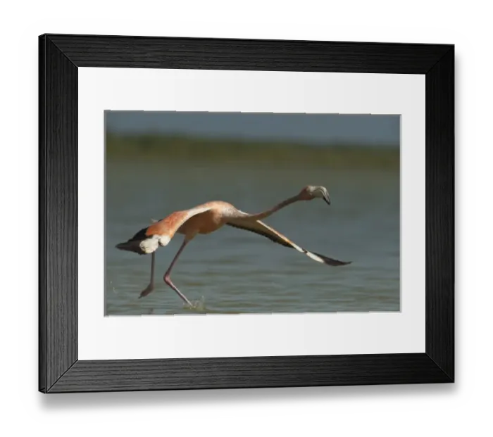 Framed Print : Greater Flamingo (Phoenicopterus ruber) and Red Mangrove Islet (Rizophora mangle)