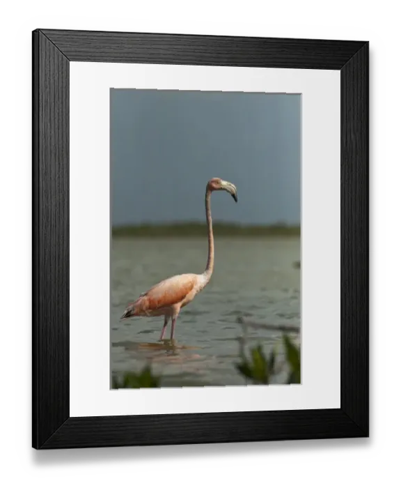 Framed Print : Greater Flamingo (Phoenicopterus ruber) and Red Mangrove Islet (Rizophora mangle) Framed Print : Greater Flamingo (Phoenicopterus ruber) and Red Mangrove Islet (Rizophora mangle)