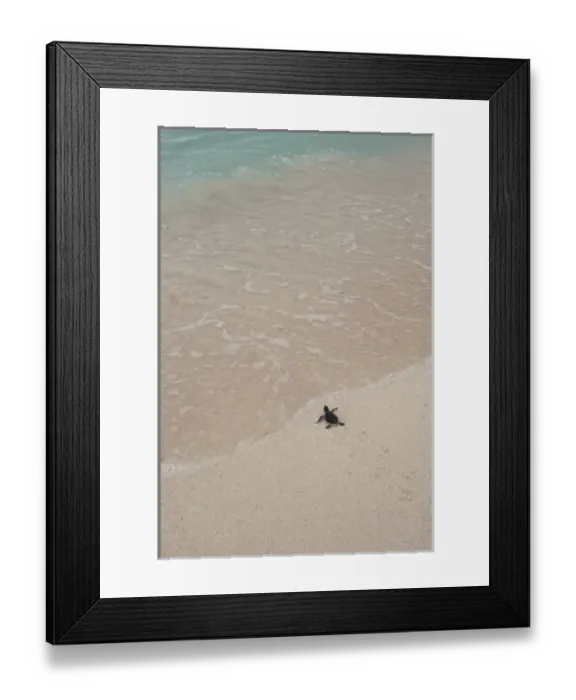Framed Print : Green Turtle (Chelonia mydas) Hatchling Release Project. Nests in unsafe areas are dug up