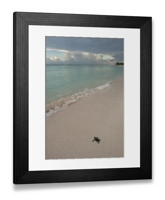 Framed Print : Green Turtle (Chelonia mydas) Hatchling Release Project. Nests in unsafe areas are dug up