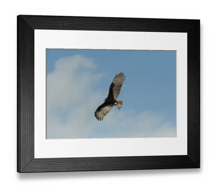 Framed Print : Lesser Yellow-headed Vulture (Cathartes burrovianus), Sian Ka an Biosphere Reserve