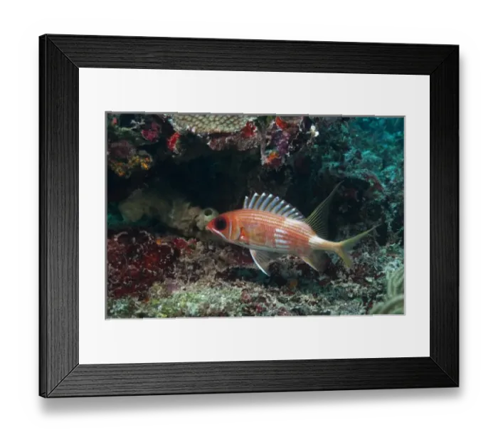Framed Print : Longspine Squirrelfish (Holocentrus rufus), Xcalac Marine Reserve, Mahahual Peninsula