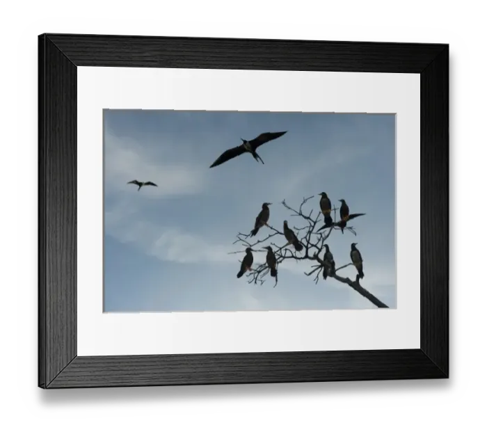 Framed Print : Magnificent Frigatebird (Fregata magnificens) &, Brown Booby (Sula leucogaster), Punta Allen