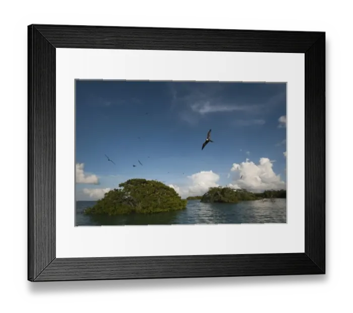 Framed Print : Magnificent Frigatebird (Fregata magnificens), Sian Ka an Biosphere Reserve, Quintana Roo Framed Print : Magnificent Frigatebird (Fregata magnificens), Sian Ka an Biosphere Reserve, Quintana Roo