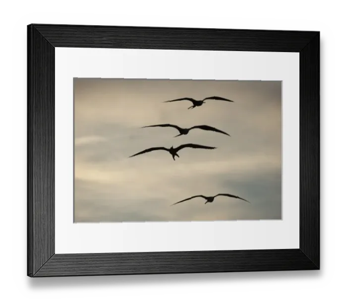 Framed Print : Magnificent Frigatebird (Fregata magnificens), Sian Ka an Biosphere Reserve, Quintana Roo Framed Print : Magnificent Frigatebird (Fregata magnificens), Sian Ka an Biosphere Reserve, Quintana Roo