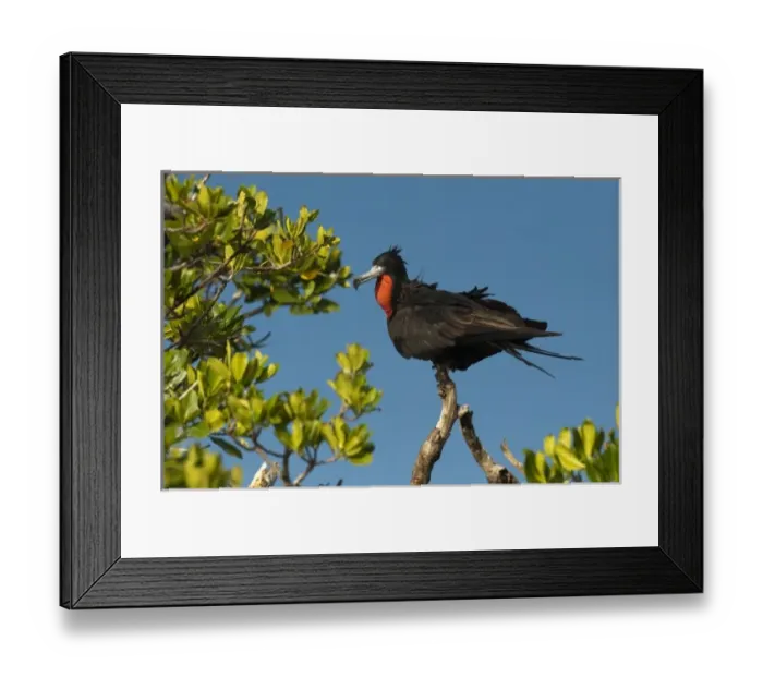 Framed Print : Magnificent Frigatebird (Fregata magnificens), Sian Ka an Biosphere Reserve, Quintana Roo Framed Print : Magnificent Frigatebird (Fregata magnificens), Sian Ka an Biosphere Reserve, Quintana Roo