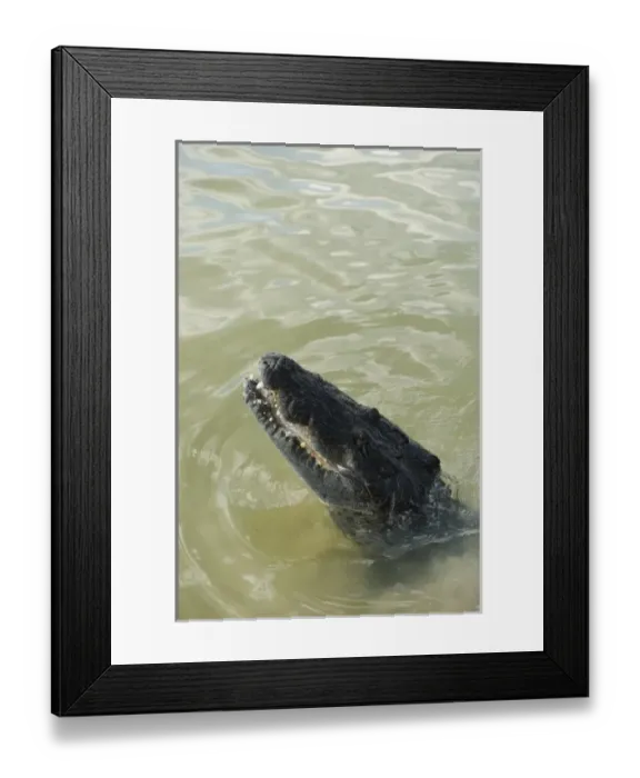 Framed Print : Morelets Crocodile (Crocodylus moreletii)