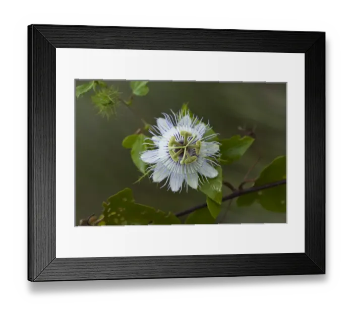 Framed Print : North America, Mexico