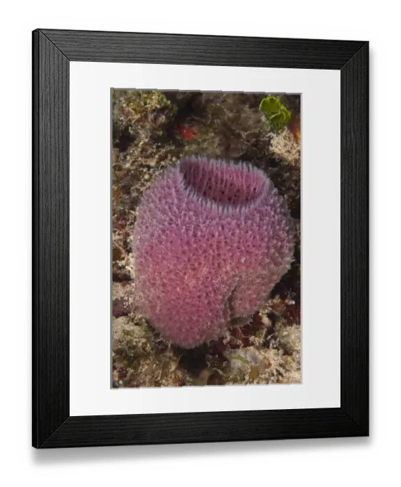 Framed Print : Pink Vase Sponge (Niphates digitalis), Punta Gruesa, Sian Ka an Biosphere Reserve