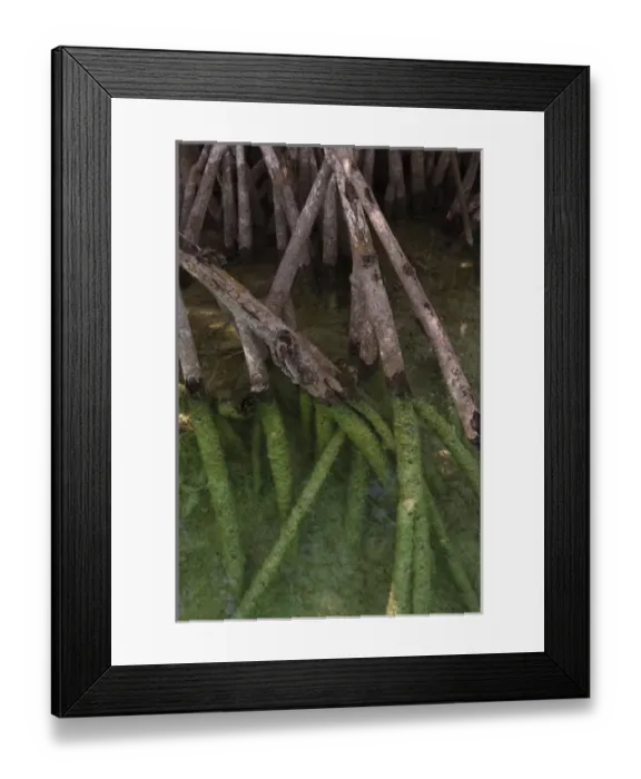 Framed Print : Red Mangrove (Rhizophora mangle), Sian Ka an Biosphere Reserve, Quintana Roo