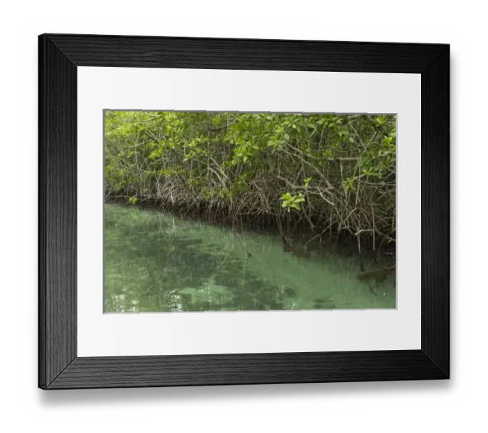 Framed Print : Red Mangrove (Rizophora mangle), Bahia de Chetumal, Mahahual Peninsula, Quintana Roo
