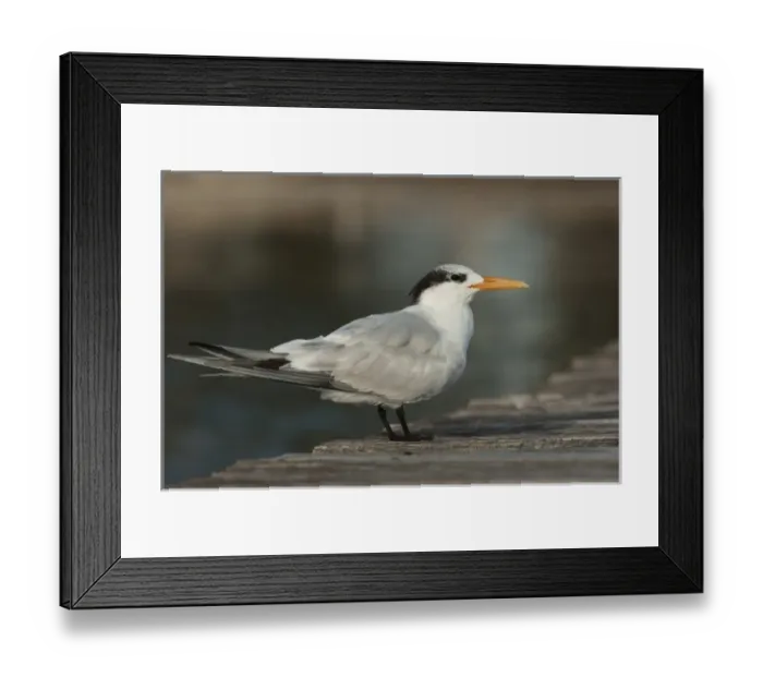 Framed Print : North America, Mexico Framed Print : North America, Mexico