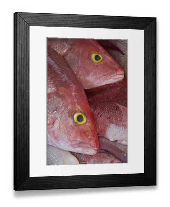 Framed Print : Red Snapper (Lutjanus campechanus), Mahahual Dock, Mahahual Peninsula, Quintana Roo Framed Print : Red Snapper (Lutjanus campechanus), Mahahual Dock, Mahahual Peninsula, Quintana Roo