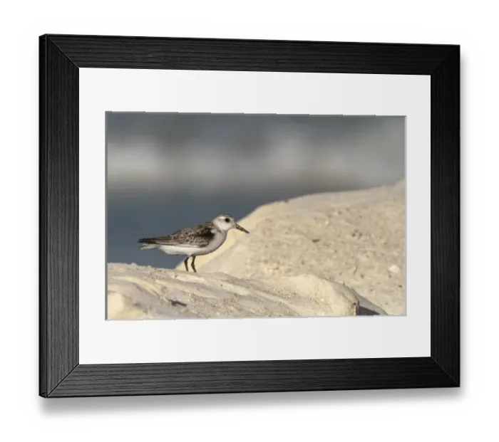 Framed Print : Sanderling (Calidris alba), Sian Ka an Biosphere Reserve, Quintana Roo, Yucatan Peninsula