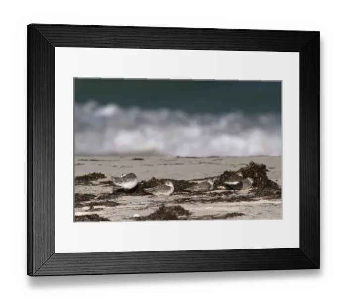 Framed Print : Sanderling (Calidris alba), Sian Ka an Biosphere Reserve, Quintana Roo, Yucatan Peninsula Framed Print : Sanderling (Calidris alba), Sian Ka an Biosphere Reserve, Quintana Roo, Yucatan Peninsula