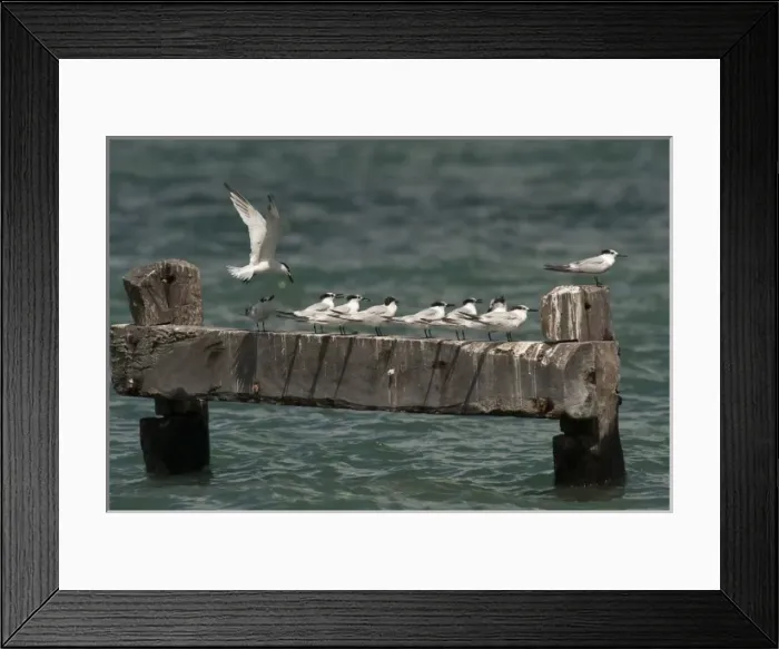 Framed Print : Sandwich Tern (Sterna sandvicensis), Punta Allen, Sian Ka an Biosphere Reserve Framed Print : Sandwich Tern (Sterna sandvicensis), Punta Allen, Sian Ka an Biosphere Reserve