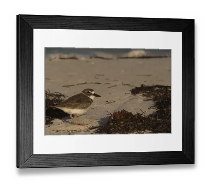 Framed Print : Semipalmated Plover (Charadrius semipalmatus), Sian Ka an Biosphere Reserve, Quintana Roo Framed Print : Semipalmated Plover (Charadrius semipalmatus), Sian Ka an Biosphere Reserve, Quintana Roo