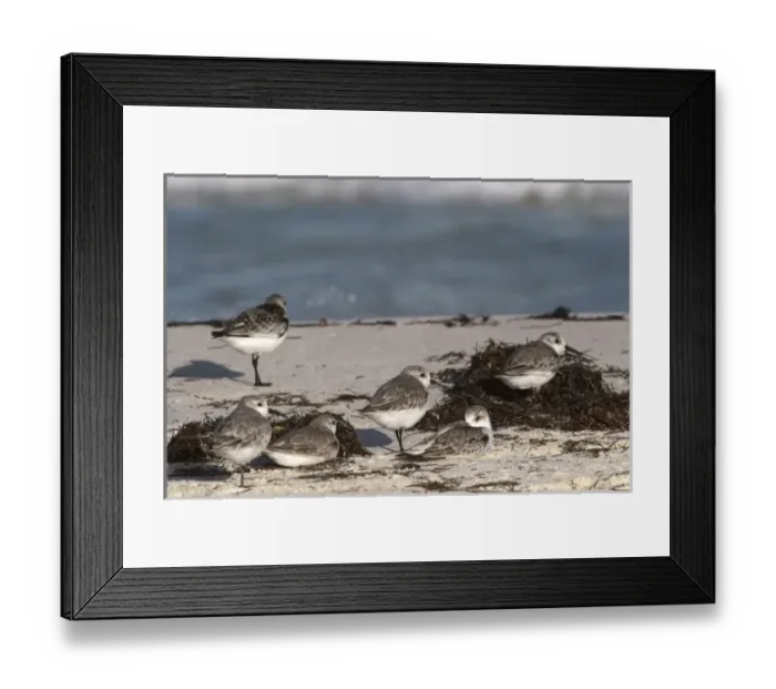 Framed Print : Sanderling (Calidris alba), Sian Ka an Biosphere Reserve, Quintana Roo, Yucatan Peninsula Framed Print : Sanderling (Calidris alba), Sian Ka an Biosphere Reserve, Quintana Roo, Yucatan Peninsula