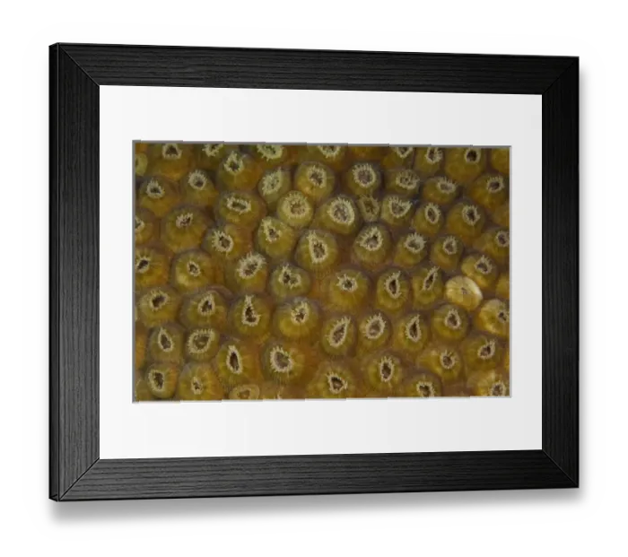 Framed Print : Star Coral Polyp Detail (Montastraea sp. ), Puenta Gruesa, Sian Ka an Biosphere Reserve Framed Print : Star Coral Polyp Detail (Montastraea sp. ), Puenta Gruesa, Sian Ka an Biosphere Reserve
