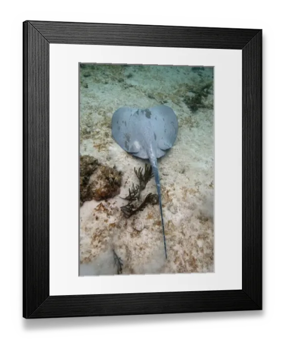 Framed Print : Stingray, Akumal, Quintana Roo, Yucatan Peninsula, Mexico, Endangered Species