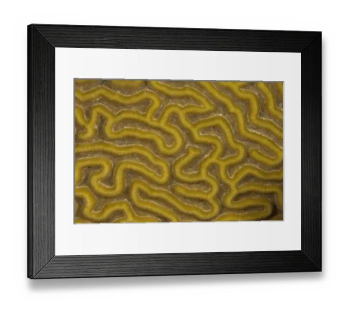 Framed Print : Symmetrical Brain Coral (Diplora strigosa), Punta Gruesa, Mahahual Peninsula, Quintana Roo Framed Print : Symmetrical Brain Coral (Diplora strigosa), Punta Gruesa, Mahahual Peninsula, Quintana Roo
