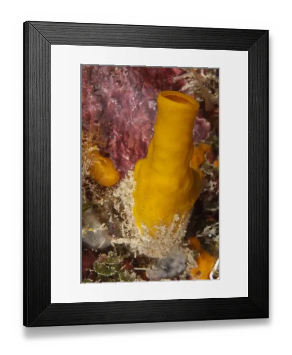 Framed Print : Variable Boring Sponge (Siphonodictyon coralliphagum), Punta Gruesa, Mahahual Peninsula Framed Print : Variable Boring Sponge (Siphonodictyon coralliphagum), Punta Gruesa, Mahahual Peninsula